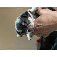 Δίνεται για υιοθεσία - χαρίζεται σκυλάκος Chihuahua - Τσιουάουα 