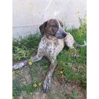 Δίνεται για υιοθεσία - χαρίζεται ημίαιμη σκυλίτσα Cretan Hound - Κρητικός Λαγωνικός