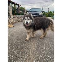 Δίνεται για υιοθεσία - χαρίζεται σκυλίτσα Alaskan Malamute - Μάλαμουτ