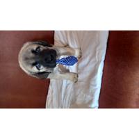 Δίνεται για υιοθεσία - χαρίζεται ημίαιμος σκυλάκος Kangal - Κάνγκαλ