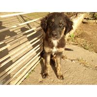 Δίνεται για υιοθεσία - χαρίζεται ημίαιμος σκυλάκος Caucasian - Ποιμενικός Καυκάσου