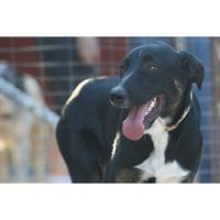 Δίνεται για υιοθεσία - χαρίζεται ημίαιμος σκυλάκος Doberman - Ντόμπερμαν