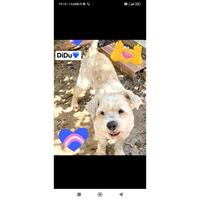 Δίνεται για υιοθεσία - χαρίζεται ημίαιμος σκυλάκος Caniche - Poodle - Κανίς