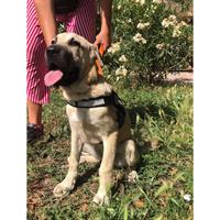 Δίνεται για υιοθεσία - χαρίζεται ημίαιμη σκυλίτσα Sharpei - Σαρ Πέι