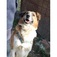 Δίνεται για υιοθεσία - χαρίζεται ημίαιμος σκυλάκος