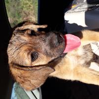 Δίνεται για υιοθεσία - χαρίζεται ημίαιμος σκυλάκος Boxer - Μπόξερ 