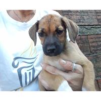 Δίνεται για υιοθεσία - χαρίζεται ημίαιμη σκυλίτσα Boxer - Μπόξερ 