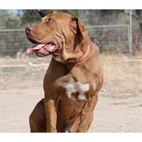 Δίνεται για υιοθεσία - χαρίζεται σκυλάκος Dogue de Bordeaux - Ντογκ ντε Μπορντώ