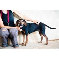 Δίνεται για υιοθεσία - χαρίζεται σκυλίτσα Greek Harehound - Ελληνικός Ιχνηλάτης