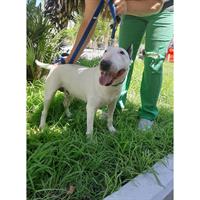 Δίνεται για υιοθεσία - χαρίζεται σκυλίτσα Bull Terrier - Μπουλ Τερριέ