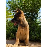 Δίνεται για υιοθεσία - χαρίζεται σκυλάκος Malinois - Μαλινουά