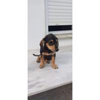 Δίνεται για υιοθεσία - χαρίζεται σκυλάκος Vizsla - Βιζλα