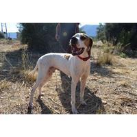 Δίνεται για υιοθεσία - χαρίζεται σκυλάκος Pointer - Πόιντερ