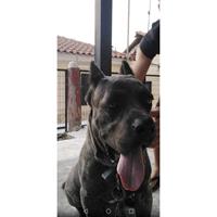 Δίνεται για υιοθεσία - χαρίζεται σκυλάκος Cane corso - Κάνε Κόρσο