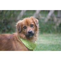 Δίνεται για υιοθεσία - χαρίζεται ημίαιμος σκυλάκος Greek Kokoni - Κοκόνι