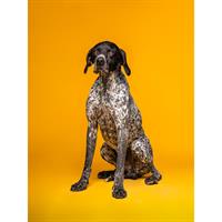 Δίνεται για υιοθεσία - χαρίζεται σκυλάκος Kurzhaar - Κουρτσχαάρ