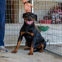 Δίνεται για υιοθεσία - χαρίζεται σκυλίτσα Rottweiler - Ροτβάιλερ