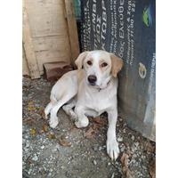 Δίνεται για υιοθεσία - χαρίζεται ημίαιμη σκυλίτσα Labrador Retriever - Λαμπραντόρ Ριτρίβερ