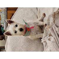 Δίνεται για υιοθεσία - χαρίζεται ημίαιμος σκυλάκος West Highland - Γουέστ Χάιλαντ