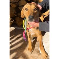 Δίνεται για υιοθεσία - χαρίζεται ημίαιμος σκυλάκος