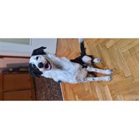 Δίνεται για υιοθεσία - χαρίζεται σκυλάκος Border Collie - Μπόρντερ Κόλεϋ