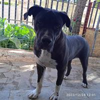 Δίνεται για υιοθεσία - χαρίζεται ημίαιμη σκυλίτσα Presa Canario - Πρέσα Κανάριο