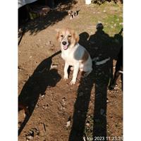 Δίνεται για υιοθεσία - χαρίζεται ημίαιμος σκυλάκος Border Collie - Μπόρντερ Κόλεϋ