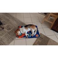 Δίνεται για υιοθεσία - χαρίζεται ημίαιμος σκυλάκος Beagle - Μπηγκλ