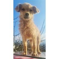 Δίνεται για υιοθεσία - χαρίζεται σκυλάκος Caniche - Poodle - Κανίς