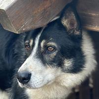 Δίνεται για υιοθεσία - χαρίζεται ημίαιμος σκυλάκος Siberian Husky - Σιβηρικό Χάσκυ