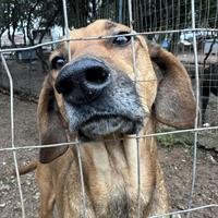 Δίνεται για υιοθεσία - χαρίζεται ημίαιμη σκυλίτσα Segugio - Σεγκούτσι