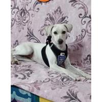 Δίνεται για υιοθεσία - χαρίζεται ημίαιμη σκυλίτσα Greek Kokoni - Κοκόνι