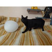 Δίνεται για υιοθεσία - χαρίζεται ημίαιμη γάτα