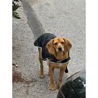 Δίνεται για υιοθεσία - χαρίζεται ημίαιμη σκυλίτσα Beagle - Μπηγκλ