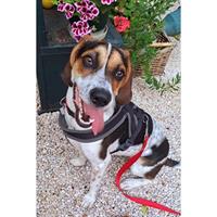 Δίνεται για υιοθεσία - χαρίζεται ημίαιμη σκυλίτσα Beagle - Μπηγκλ