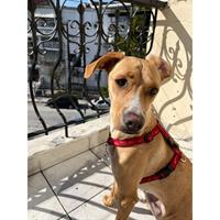 Δίνεται για υιοθεσία - χαρίζεται ημίαιμη σκυλίτσα Greyhound - Γκρέι Χάουντ