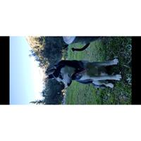 Δίνεται για υιοθεσία - χαρίζεται σκυλάκος Siberian Husky - Σιβηρικό Χάσκυ