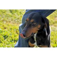 Δίνεται για υιοθεσία - χαρίζεται ημίαιμη σκυλίτσα Greek Harehound - Ελληνικός Ιχνηλάτης