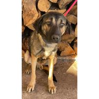 Δίνεται για υιοθεσία - χαρίζεται ημίαιμος σκυλάκος German Shepherd - Γερμανικός Ποιμενικός - Λυκόσκυλο