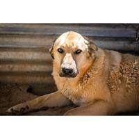 Δίνεται για υιοθεσία - χαρίζεται ημίαιμη σκυλίτσα Kangal - Κάνγκαλ