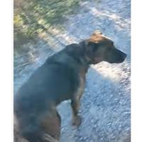 Δίνεται για υιοθεσία - χαρίζεται ημίαιμος σκυλάκος Dogo Argentino - Ντόγκο Αρτζεντίνο
