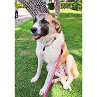 Δίνεται για υιοθεσία - χαρίζεται ημίαιμη σκυλίτσα