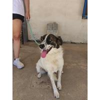 Δίνεται για υιοθεσία - χαρίζεται ημίαιμη σκυλίτσα Greek Kokoni - Κοκόνι