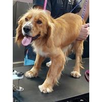 Δίνεται για υιοθεσία - χαρίζεται ημίαιμος σκυλάκος Coker Spaniel - Κόκερ Σπάνιελ