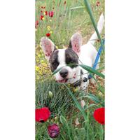 Δίνεται για υιοθεσία - χαρίζεται σκυλάκος French Bulldog - Γαλλικό Μπουλντόγκ