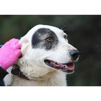 Δίνεται για υιοθεσία - χαρίζεται ημίαιμη σκυλίτσα