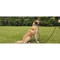 Δίνεται για υιοθεσία - χαρίζεται ημίαιμος σκυλάκος Kangal - Κάνγκαλ