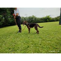 Δίνεται για υιοθεσία - χαρίζεται σκυλίτσα Dutch Shepherd - Ολλανδικό Ποιμενικό