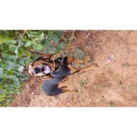 Δίνεται για υιοθεσία - χαρίζεται σκυλάκος Greek Harehound - Ελληνικός Ιχνηλάτης