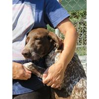 Δίνεται για υιοθεσία - χαρίζεται σκυλίτσα Kurzhaar - Κουρτσχαάρ